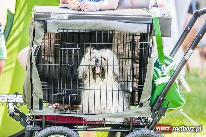 Zdjęcie w galerii na portalu naszraciborz.pl: Drugi dzień Krajowej Wystawy Psów Rasowych wiadomości z regionu