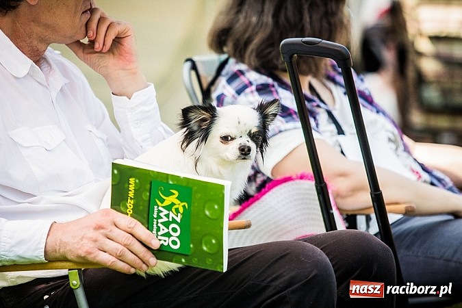 Zdjęcie w galerii na portalu naszraciborz.pl: Drugi dzień Krajowej Wystawy Psów Rasowych wiadomości z regionu