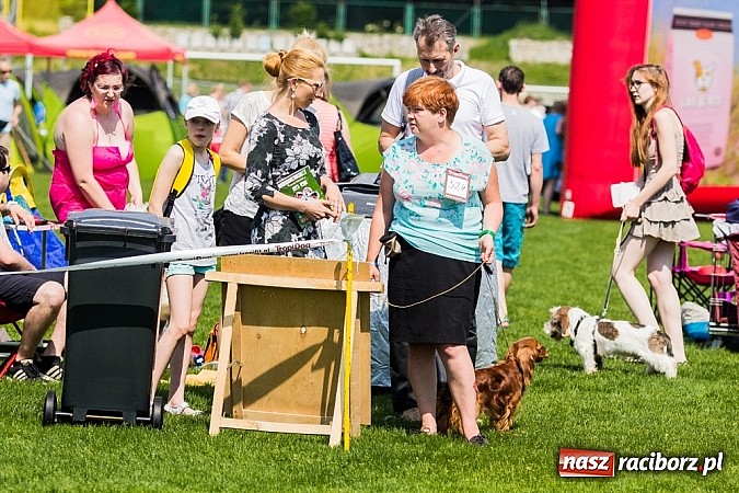 Zdjęcie w galerii na portalu naszraciborz.pl: Drugi dzień Krajowej Wystawy Psów Rasowych wiadomości z regionu