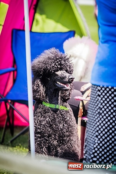 Zdjęcie w galerii na portalu naszraciborz.pl: Drugi dzień Krajowej Wystawy Psów Rasowych wiadomości z regionu