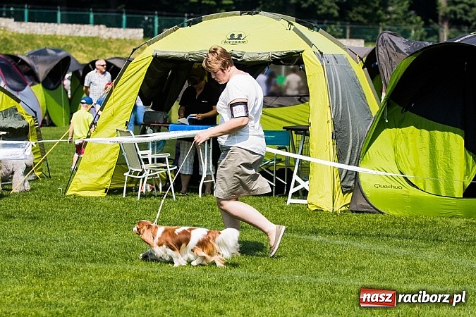 Zdjęcie w galerii na portalu naszraciborz.pl: Drugi dzień Krajowej Wystawy Psów Rasowych wiadomości z regionu