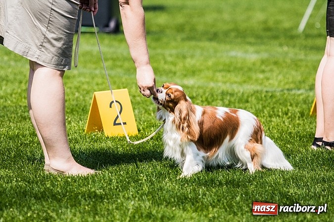 Zdjęcie w galerii na portalu naszraciborz.pl: Drugi dzień Krajowej Wystawy Psów Rasowych wiadomości z regionu