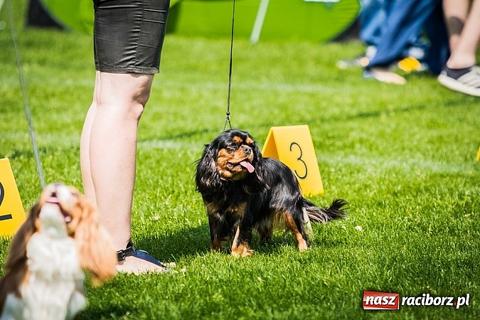 Zdjęcie w galerii na portalu naszraciborz.pl: Drugi dzień Krajowej Wystawy Psów Rasowych wiadomości z regionu