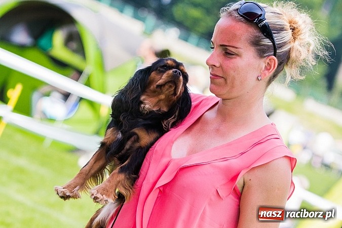 Zdjęcie w galerii na portalu naszraciborz.pl: Drugi dzień Krajowej Wystawy Psów Rasowych wiadomości z regionu