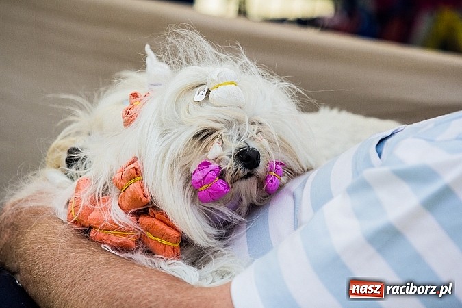 Zdjęcie w galerii na portalu naszraciborz.pl: Drugi dzień Krajowej Wystawy Psów Rasowych wiadomości z regionu