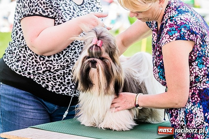 Zdjęcie w galerii na portalu naszraciborz.pl: Drugi dzień Krajowej Wystawy Psów Rasowych wiadomości z regionu