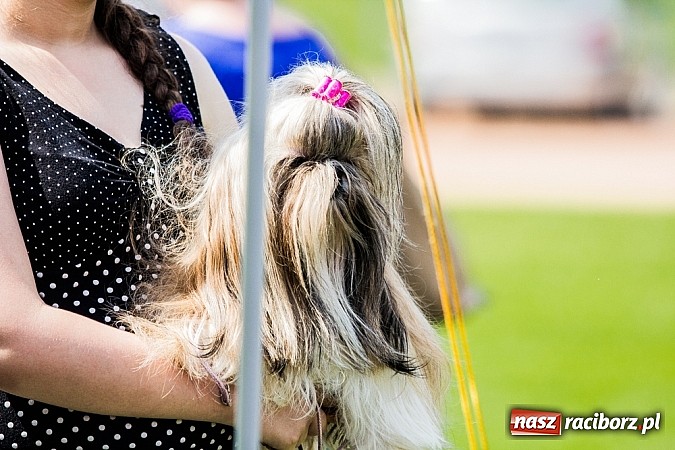 Zdjęcie w galerii na portalu naszraciborz.pl: Drugi dzień Krajowej Wystawy Psów Rasowych wiadomości z regionu