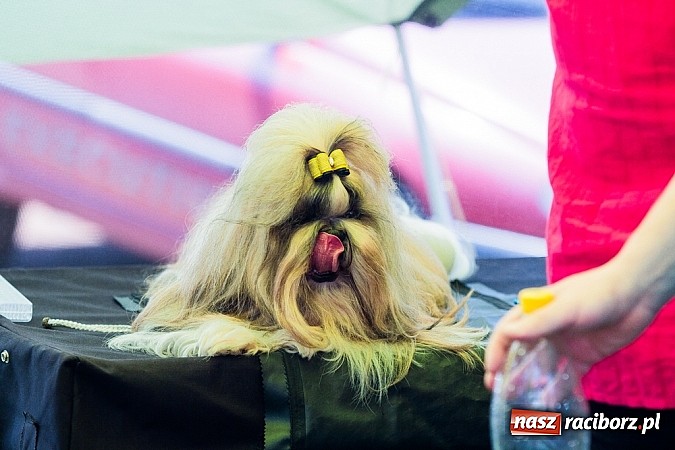 Zdjęcie w galerii na portalu naszraciborz.pl: Drugi dzień Krajowej Wystawy Psów Rasowych wiadomości z regionu