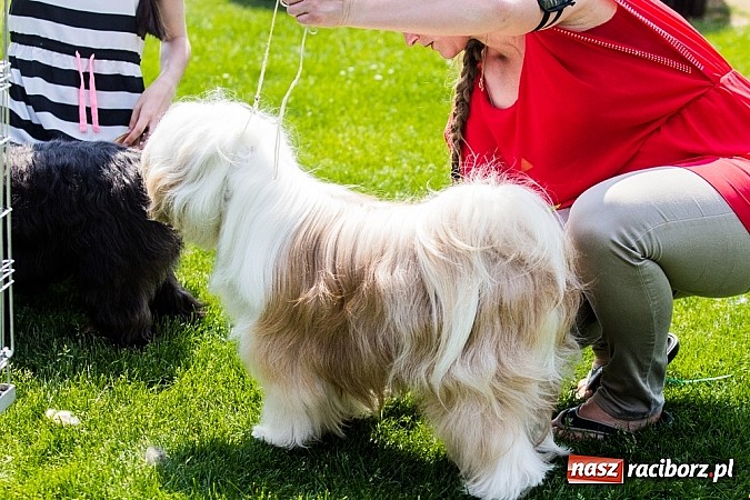 Zdjęcie w galerii na portalu naszraciborz.pl: Drugi dzień Krajowej Wystawy Psów Rasowych wiadomości z regionu