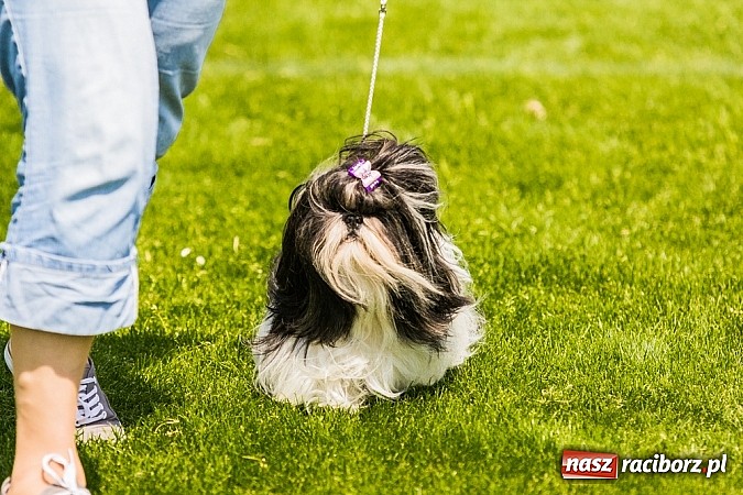 Zdjęcie w galerii na portalu naszraciborz.pl: Drugi dzień Krajowej Wystawy Psów Rasowych wiadomości z regionu