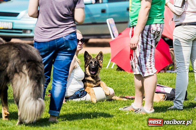 Zdjęcie w galerii na portalu naszraciborz.pl: Drugi dzień Krajowej Wystawy Psów Rasowych wiadomości z regionu
