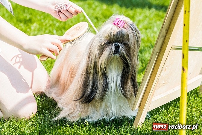 Zdjęcie w galerii na portalu naszraciborz.pl: Drugi dzień Krajowej Wystawy Psów Rasowych wiadomości z regionu