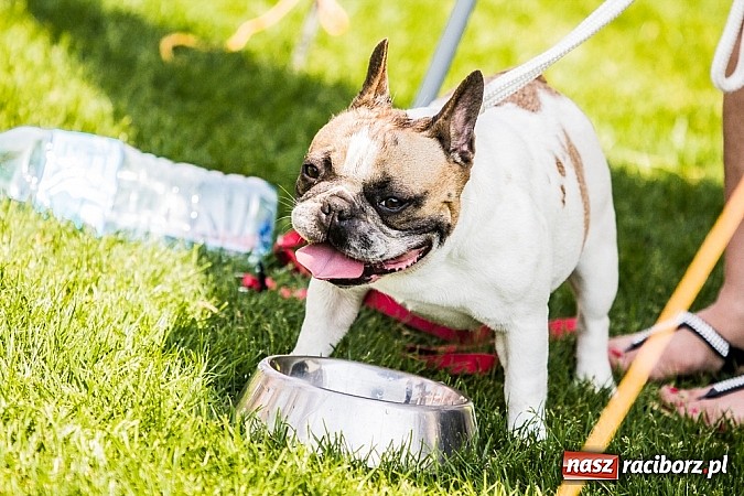Zdjęcie w galerii na portalu naszraciborz.pl: Drugi dzień Krajowej Wystawy Psów Rasowych wiadomości z regionu
