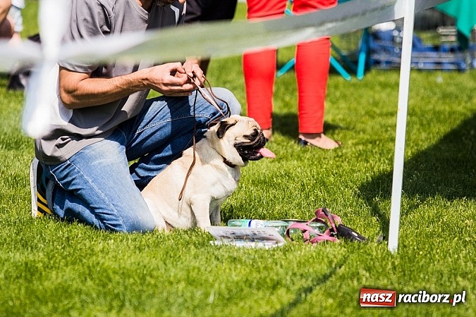 Zdjęcie w galerii na portalu naszraciborz.pl: Drugi dzień Krajowej Wystawy Psów Rasowych wiadomości z regionu