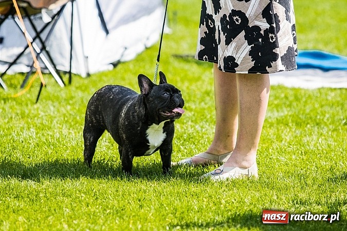 Zdjęcie w galerii na portalu naszraciborz.pl: Drugi dzień Krajowej Wystawy Psów Rasowych wiadomości z regionu
