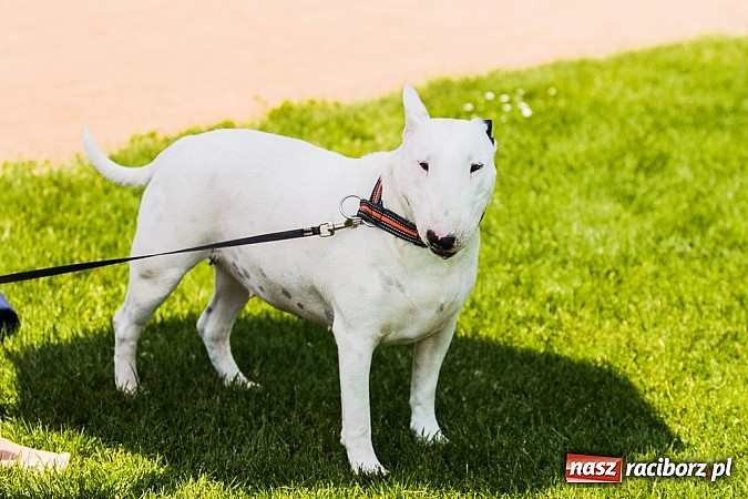 Zdjęcie w galerii na portalu naszraciborz.pl: Drugi dzień Krajowej Wystawy Psów Rasowych wiadomości z regionu