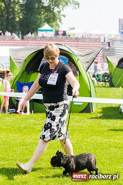 Zdjęcie w galerii na portalu naszraciborz.pl: Drugi dzień Krajowej Wystawy Psów Rasowych wiadomości z regionu