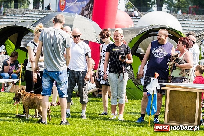 Zdjęcie w galerii na portalu naszraciborz.pl: Drugi dzień Krajowej Wystawy Psów Rasowych wiadomości z regionu