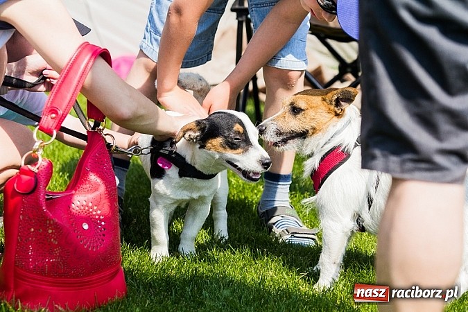 Zdjęcie w galerii na portalu naszraciborz.pl: Drugi dzień Krajowej Wystawy Psów Rasowych wiadomości z regionu