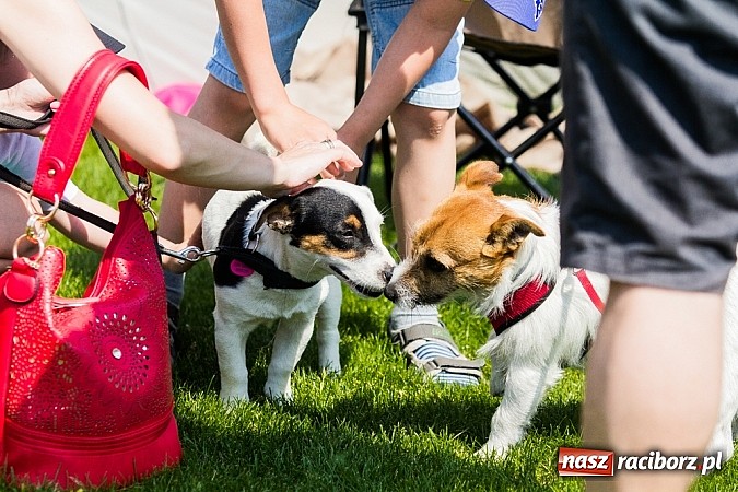 Zdjęcie w galerii na portalu naszraciborz.pl: Drugi dzień Krajowej Wystawy Psów Rasowych wiadomości z regionu