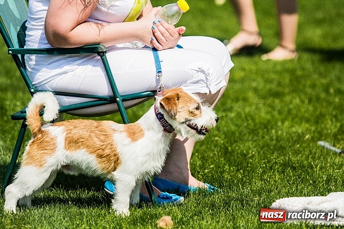 Zdjęcie w galerii na portalu naszraciborz.pl: Drugi dzień Krajowej Wystawy Psów Rasowych wiadomości z regionu