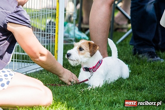 Zdjęcie w galerii na portalu naszraciborz.pl: Drugi dzień Krajowej Wystawy Psów Rasowych wiadomości z regionu