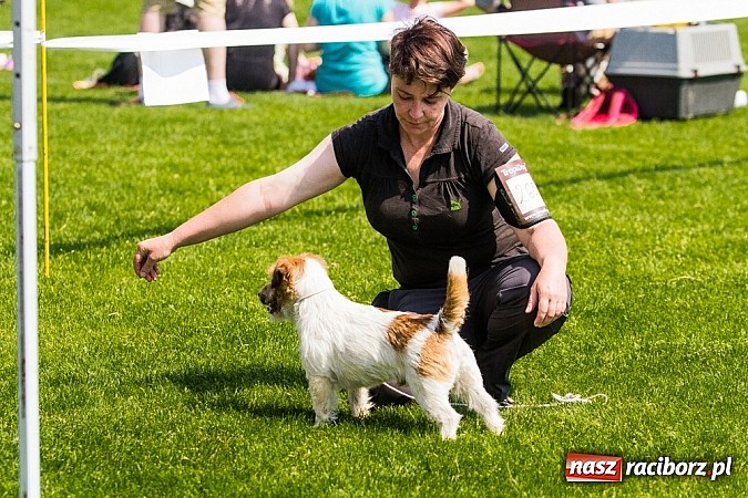 Zdjęcie w galerii na portalu naszraciborz.pl: Drugi dzień Krajowej Wystawy Psów Rasowych wiadomości z regionu