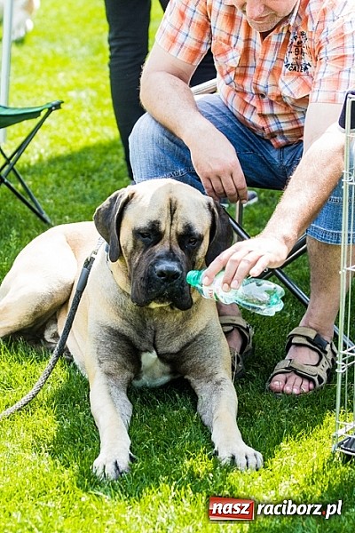 Zdjęcie w galerii na portalu naszraciborz.pl: Drugi dzień Krajowej Wystawy Psów Rasowych wiadomości z regionu