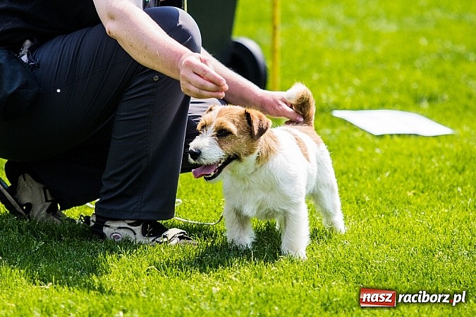 Zdjęcie w galerii na portalu naszraciborz.pl: Drugi dzień Krajowej Wystawy Psów Rasowych wiadomości z regionu