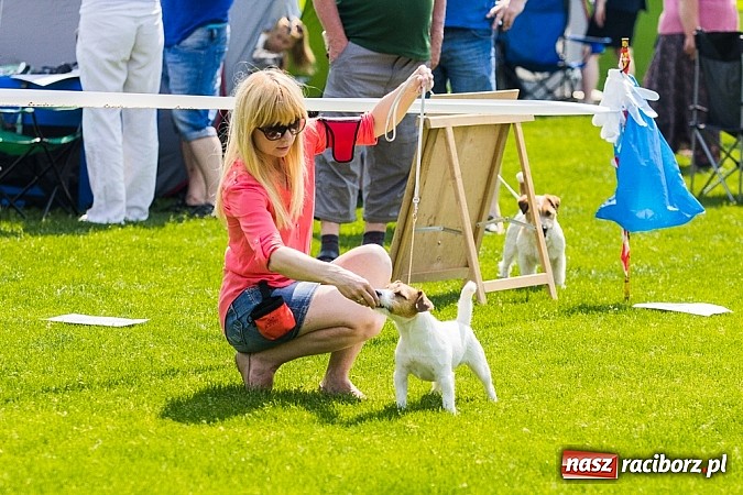 Zdjęcie w galerii na portalu naszraciborz.pl: Drugi dzień Krajowej Wystawy Psów Rasowych wiadomości z regionu
