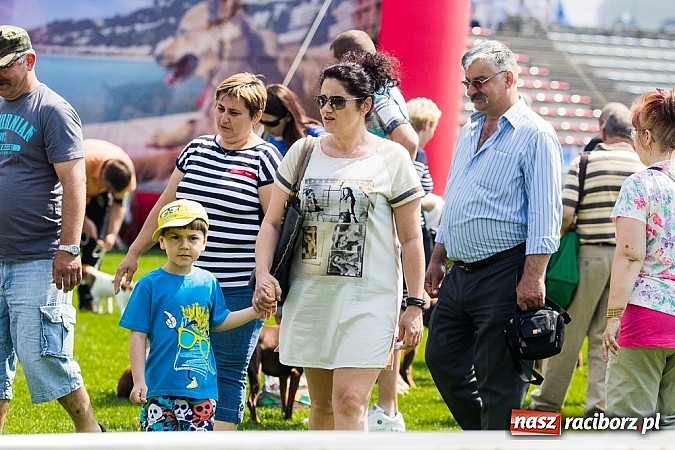 Zdjęcie w galerii na portalu naszraciborz.pl: Drugi dzień Krajowej Wystawy Psów Rasowych wiadomości z regionu