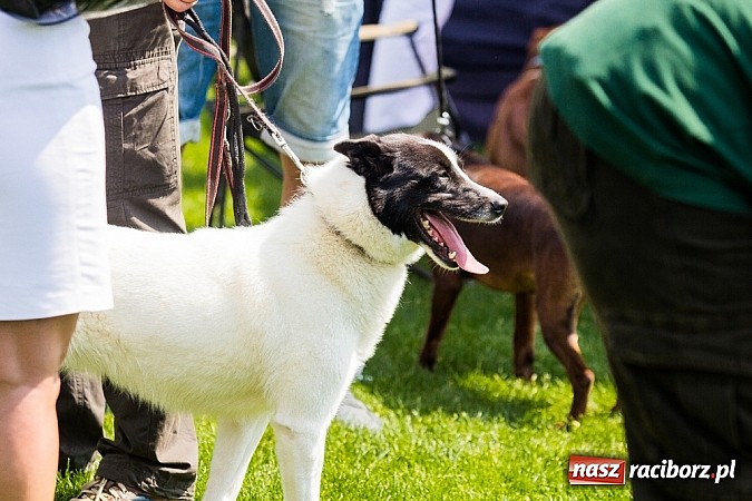 Zdjęcie w galerii na portalu naszraciborz.pl: Drugi dzień Krajowej Wystawy Psów Rasowych wiadomości z regionu