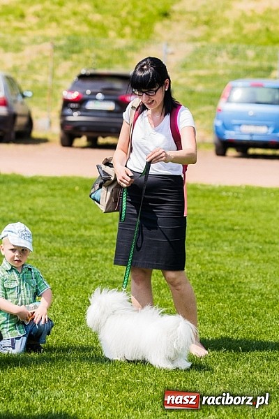 Zdjęcie w galerii na portalu naszraciborz.pl: Drugi dzień Krajowej Wystawy Psów Rasowych wiadomości z regionu