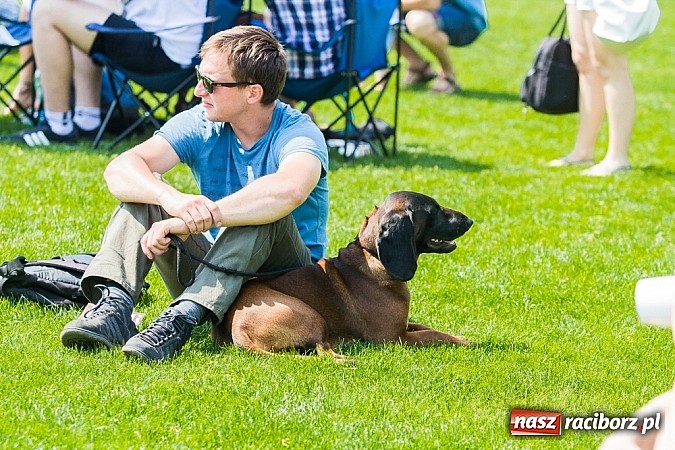 Zdjęcie w galerii na portalu naszraciborz.pl: Drugi dzień Krajowej Wystawy Psów Rasowych wiadomości z regionu