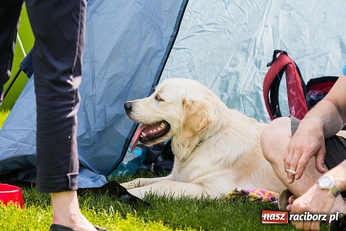 Zdjęcie w galerii na portalu naszraciborz.pl: Drugi dzień Krajowej Wystawy Psów Rasowych wiadomości z regionu