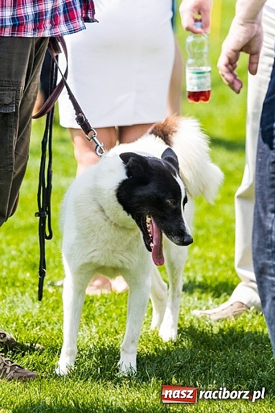 Zdjęcie w galerii na portalu naszraciborz.pl: Drugi dzień Krajowej Wystawy Psów Rasowych wiadomości z regionu