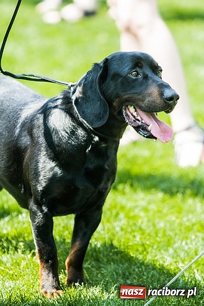 Zdjęcie w galerii na portalu naszraciborz.pl: Drugi dzień Krajowej Wystawy Psów Rasowych wiadomości z regionu
