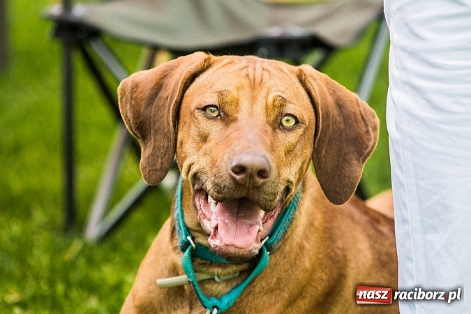 Zdjęcie w galerii na portalu naszraciborz.pl: Drugi dzień Krajowej Wystawy Psów Rasowych wiadomości z regionu