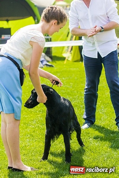 Zdjęcie w galerii na portalu naszraciborz.pl: Drugi dzień Krajowej Wystawy Psów Rasowych wiadomości z regionu