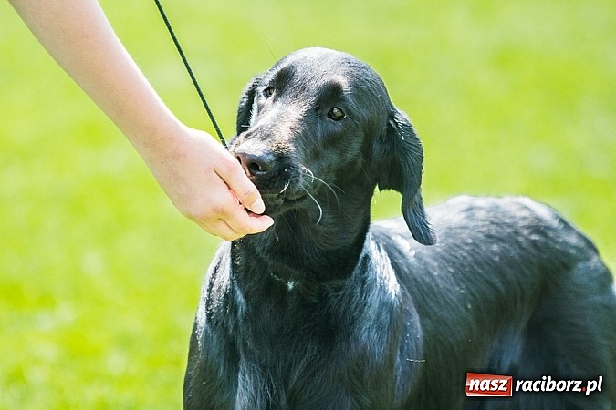 Zdjęcie w galerii na portalu naszraciborz.pl: Drugi dzień Krajowej Wystawy Psów Rasowych wiadomości z regionu