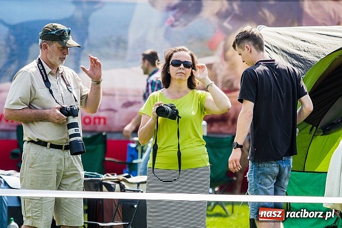 Zdjęcie w galerii na portalu naszraciborz.pl: Drugi dzień Krajowej Wystawy Psów Rasowych wiadomości z regionu