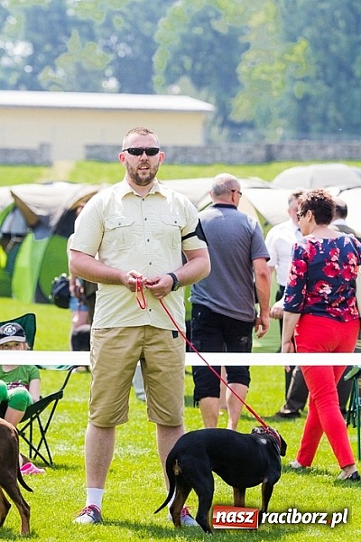 Zdjęcie w galerii na portalu naszraciborz.pl: Drugi dzień Krajowej Wystawy Psów Rasowych wiadomości z regionu