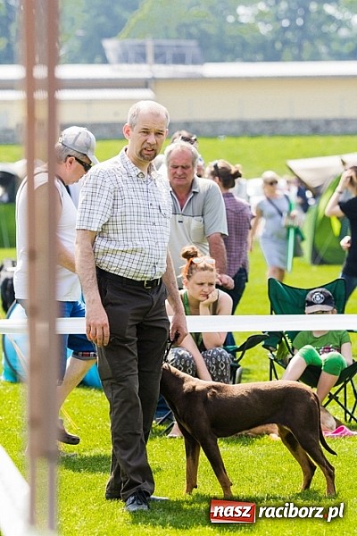 Zdjęcie w galerii na portalu naszraciborz.pl: Drugi dzień Krajowej Wystawy Psów Rasowych wiadomości z regionu