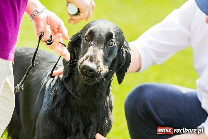 Zdjęcie w galerii na portalu naszraciborz.pl: Drugi dzień Krajowej Wystawy Psów Rasowych wiadomości z regionu