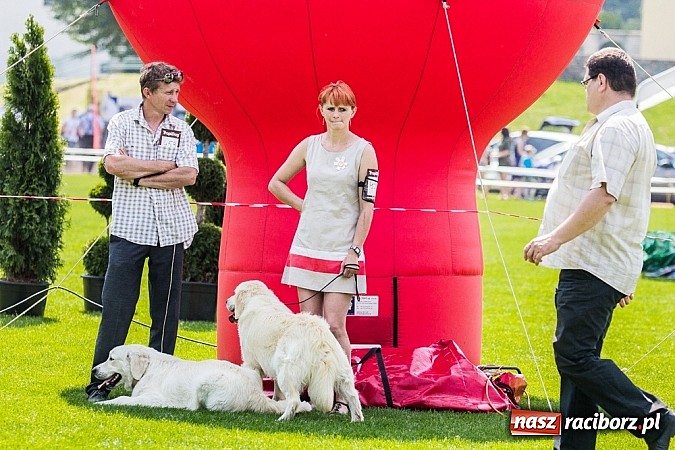 Zdjęcie w galerii na portalu naszraciborz.pl: Drugi dzień Krajowej Wystawy Psów Rasowych wiadomości z regionu