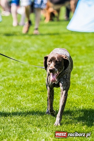 Zdjęcie w galerii na portalu naszraciborz.pl: Drugi dzień Krajowej Wystawy Psów Rasowych wiadomości z regionu
