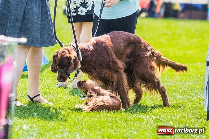 Zdjęcie w galerii na portalu naszraciborz.pl: Drugi dzień Krajowej Wystawy Psów Rasowych wiadomości z regionu