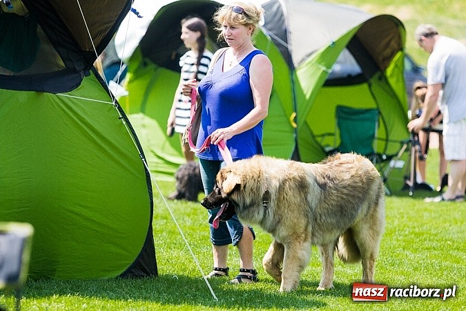 Zdjęcie w galerii na portalu naszraciborz.pl: Drugi dzień Krajowej Wystawy Psów Rasowych wiadomości z regionu