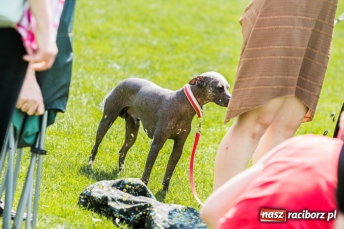 Zdjęcie w galerii na portalu naszraciborz.pl: Drugi dzień Krajowej Wystawy Psów Rasowych wiadomości z regionu