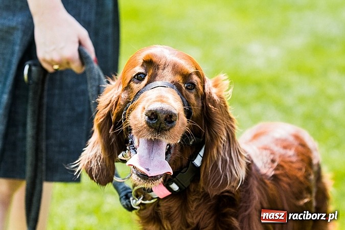 Zdjęcie w galerii na portalu naszraciborz.pl: Drugi dzień Krajowej Wystawy Psów Rasowych wiadomości z regionu